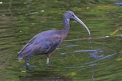 Glossy Ibis